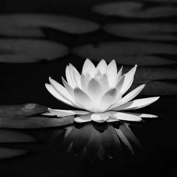 Ảnh đại diện tưởng nhớ mẹ cha yên nghỉ