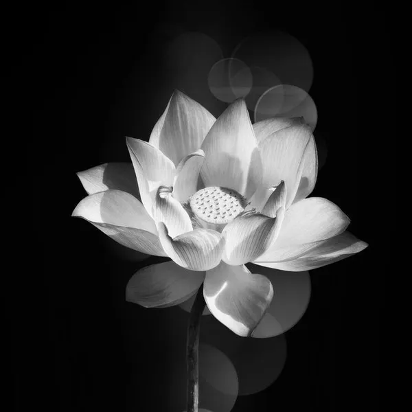 Avatar báo tin buồn, tone lạnh và lặng