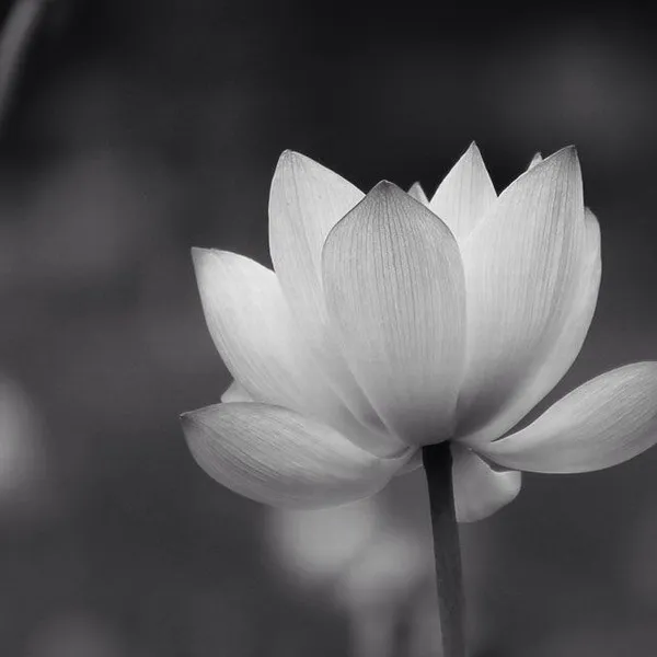 Ảnh trang cá nhân tang lễ nhẹ nhàng