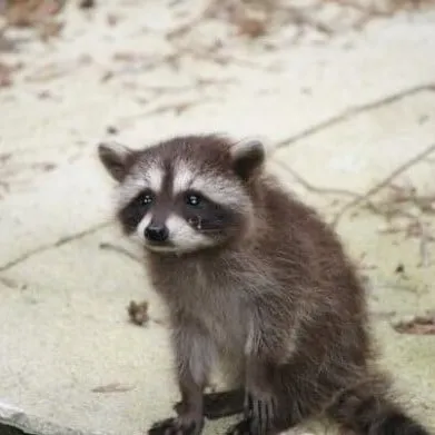 Ảnh chế buồn thiu, khuôn mặt gục đầu.