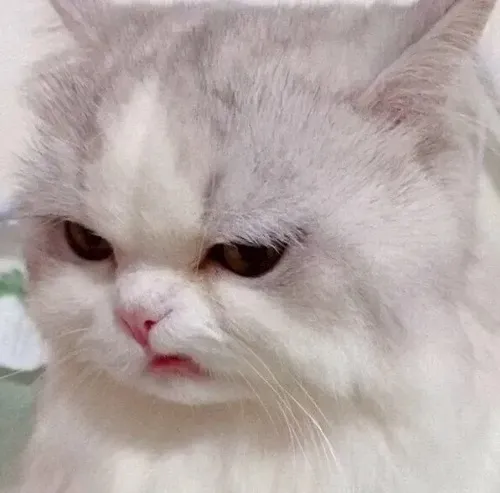 Meme mèo biểu cảm cay cú thua cuộc nhưng vẫn kiêu hãnh