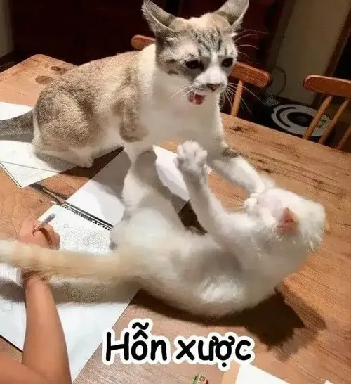 Cay cú mà vui: Bộ meme khiến ai xem cũng bật cười