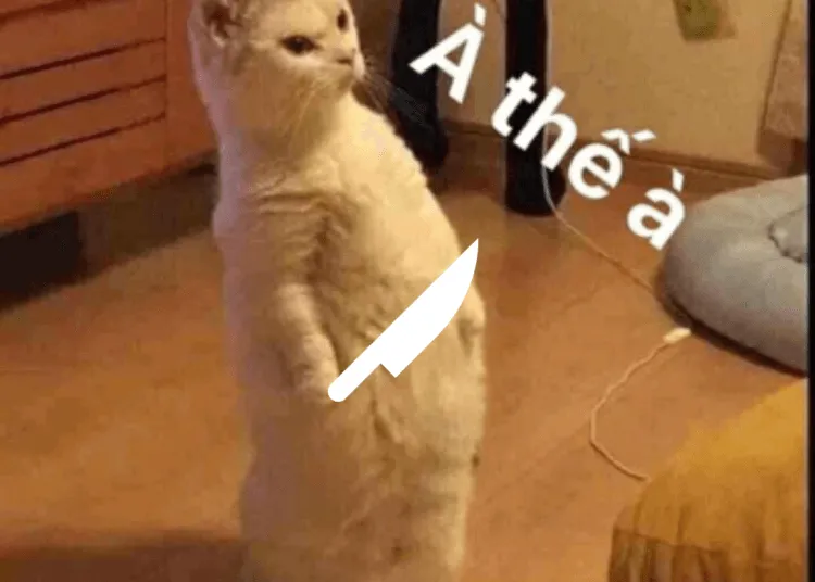 Mèo con cầm dao à thế à