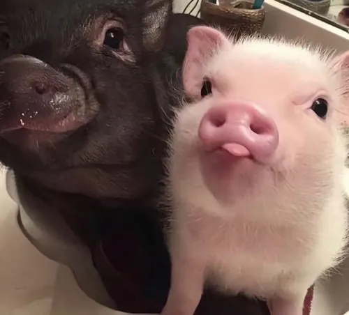 Ảnh chế con heo mệt mỏi vì tăng cân