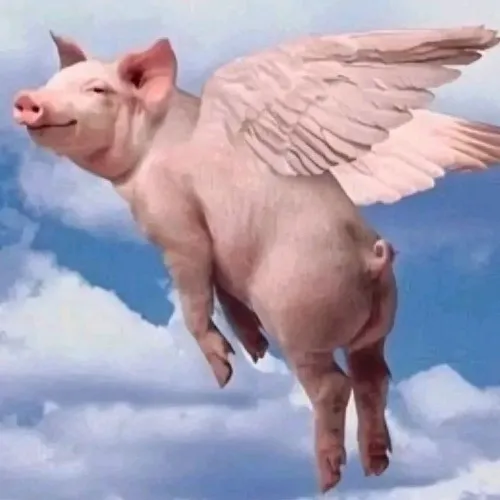 Ảnh troll heo nằm lăn ra khi nghe tin buồn