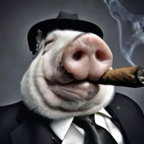 Hình troll con heo béo ngồi thẫn thờ nhìn deadline