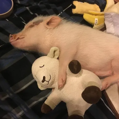 Meme con heo nằm sấp vì deadline dí