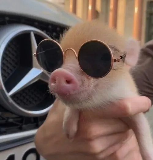 Kho 90+ ảnh Meme Heo cực cute cho hội mủm mỉm, ăn uống vô tội vạ mà vẫn xinh