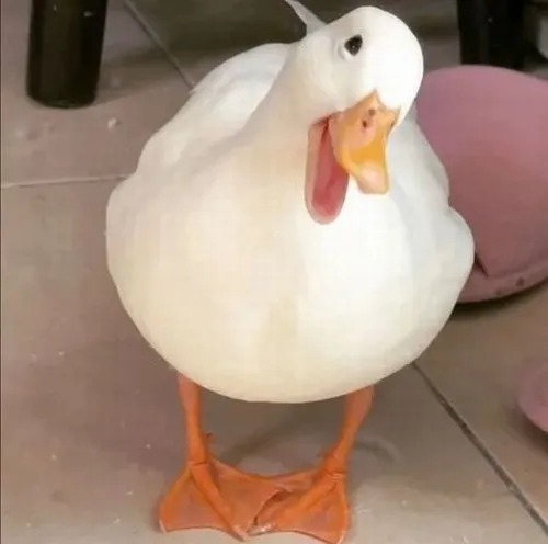 Meme hài vịt vàng làm dân mạng bão like.