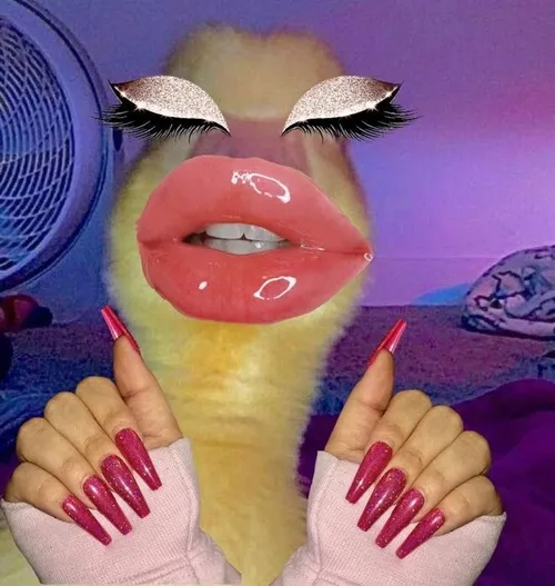 Meme con vịt và những tình huống đời thường khiến ai cũng bật cười