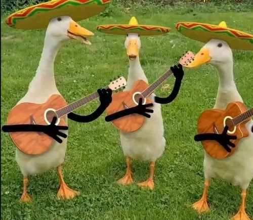 Bộ sưu tập meme con vịt lan truyền mạnh mẽ: Từ dễ thương đến khó đỡ