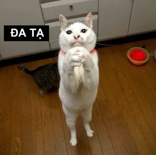 Ảnh vui phong thái đa tạ nhìn lố lăng