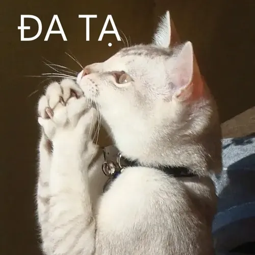 Meme chế dáng cúi đa tạ long trọng