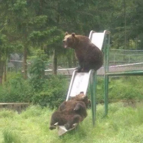 Hình chế gấu đáng yêu mà buồn nhẹ