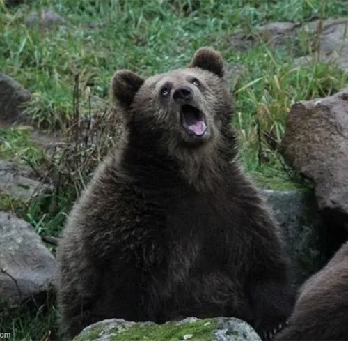 Meme hài gấu troll hợp trend chill