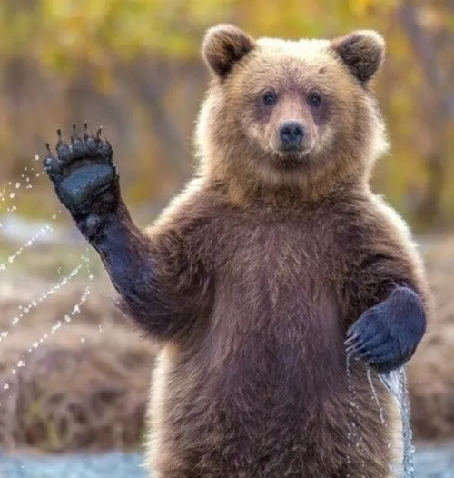 Ảnh chế vui gấu đáng yêu hết nấc