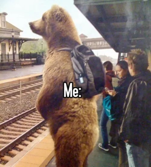 Meme gấu trắng mặt méo troll “đời”