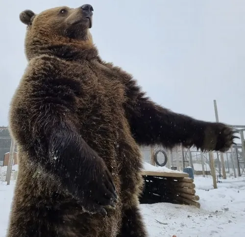 Hình troll gấu nâu cực kỳ dễ thương