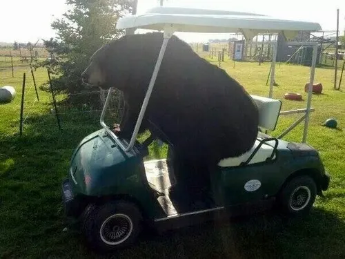 Meme chế gấu hài hợp trend mạng