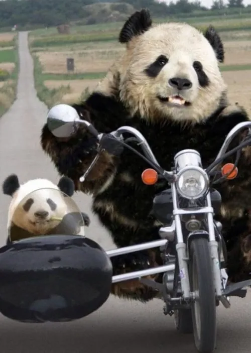 Ảnh hài gấu troll khiến dân mạng mê