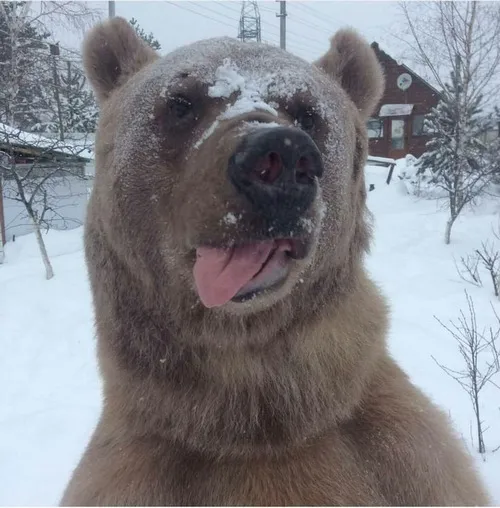 Meme chế vui gấu cực hợp mood buồn