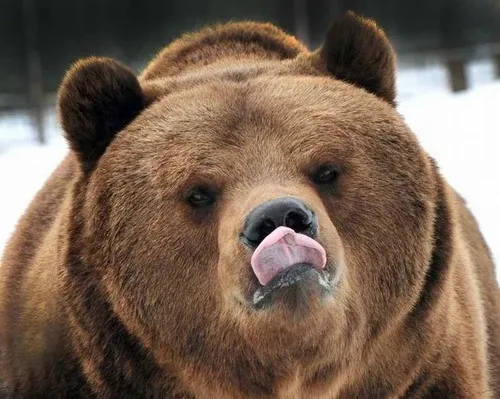 Hình troll gấu trắng đáng yêu vô đối