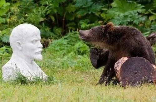 Ảnh chế hài gấu khiến ai cũng cười