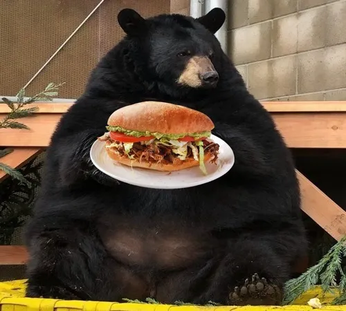 Ảnh troll gấu hoạt hình cực lầy lội