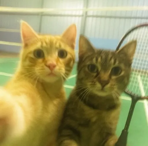 Meme cầu lông quốc tế lan mạnh với caption bá đạo