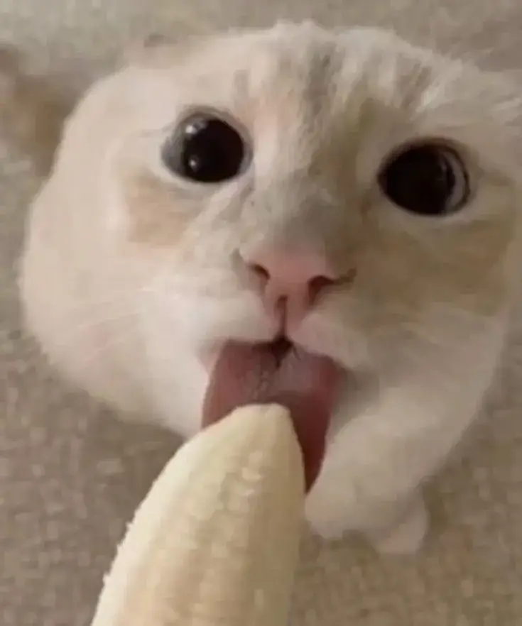 Meme chế mèo lè lưỡi liếm chuối bá đạo