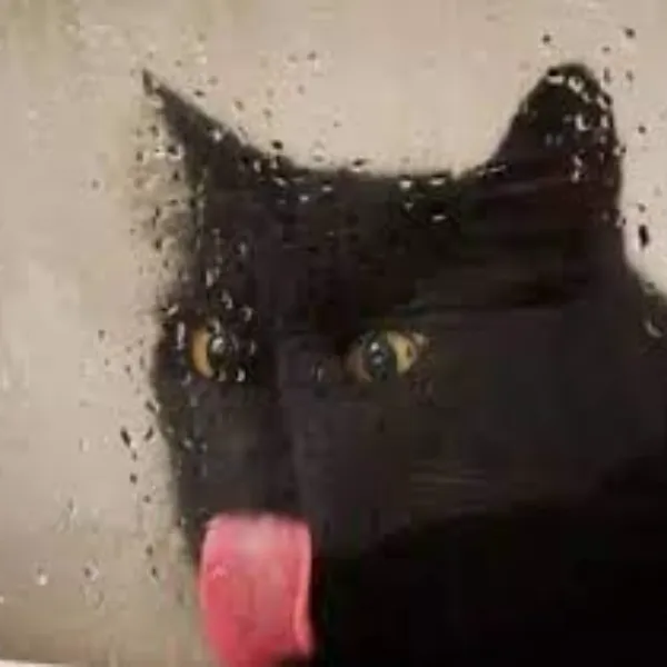 Ảnh vui mèo lè lưỡi liếm kính bá đạo