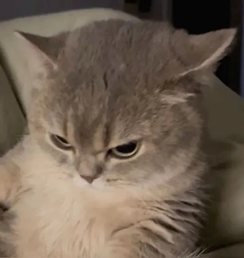 Ảnh chế giận phồng má lan tỏa vibe dễ thương khắp mạng