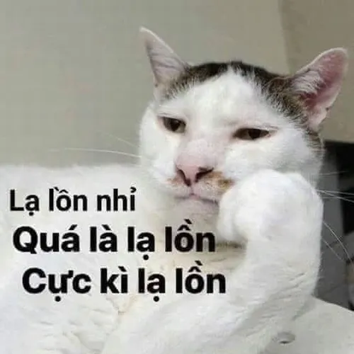 Ảnh vui mèo bựa nằm gọn trong nồi cơm nhìn hài không tưởng.