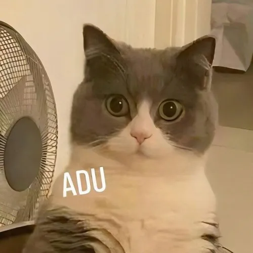 Meme hài mèo bựa trốn trong tủ nhưng mắt vẫn sáng rực.