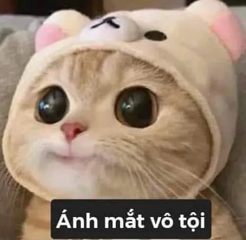 Ảnh troll mèo bựa nhăn mặt vì bị chọc ghẹo.