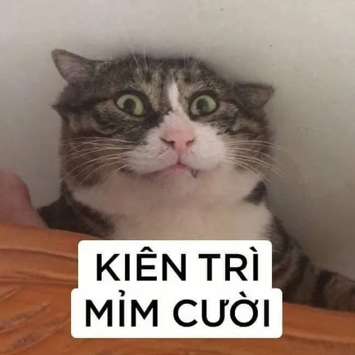 Meme hài mèo bựa trùm chăn nghe nhạc chill cực đỉnh.