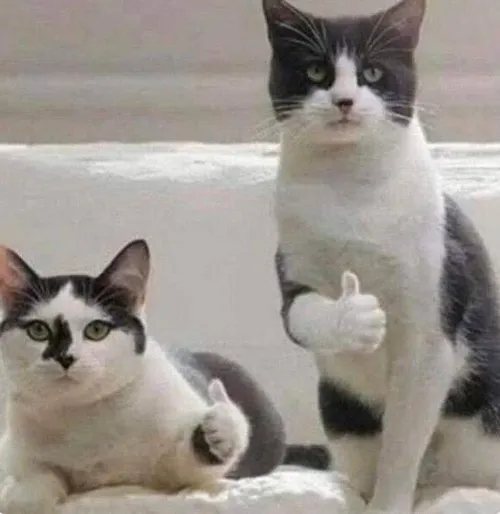 Ảnh meme là gì và vì sao dân mạng mê mẩn đến vậy Ảnh meme là gì và vì sao dân mạng mê mẩn đến vậy
