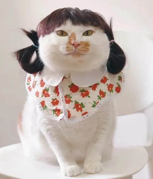 Hình chế mèo ngồi gác chân như đang họp công ty.