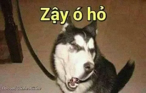 Meme vui nhộn mang năng lượng tích cực mỗi ngày