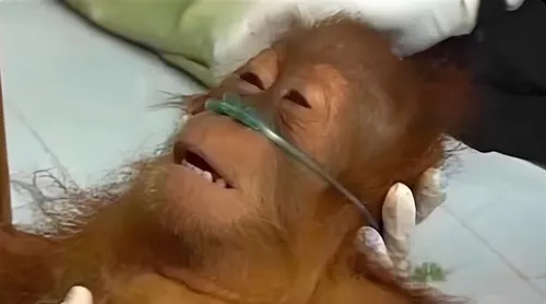 Ảnh hài thở oxy, kiểu boss gọi hoài không nghỉ