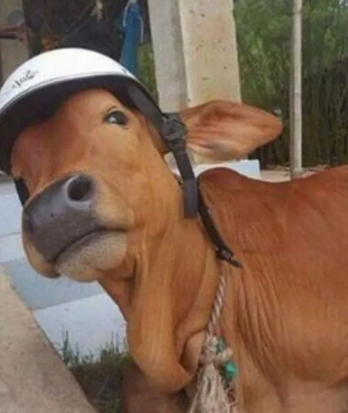 Ảnh vui bò gắn caption “cười bò thật sự”