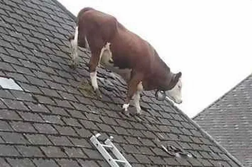 Ảnh troll bò với mắt trợn tròn cực hài