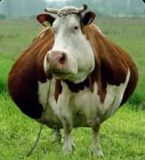 Hình chế bò sữa với vibe “ngáo cute” khó tả