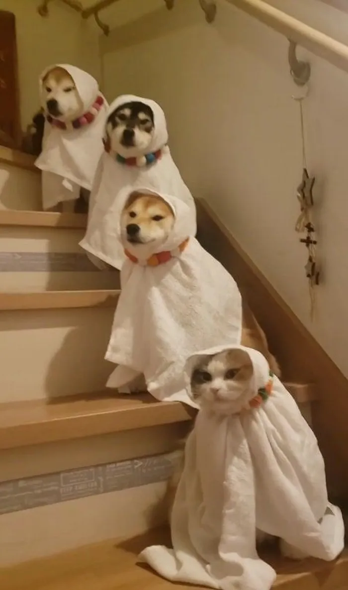 Hình nền tết màu đỏ vàng, thêm meme Shiba siêu vui.