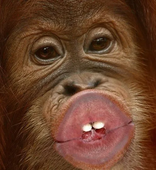 Meme hôn say thể hiện nét yêu thương nồng nhiệt.