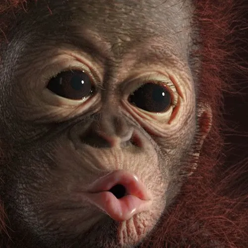 Meme hôn gió Douyin lan truyền với tốc độ chóng mặt.