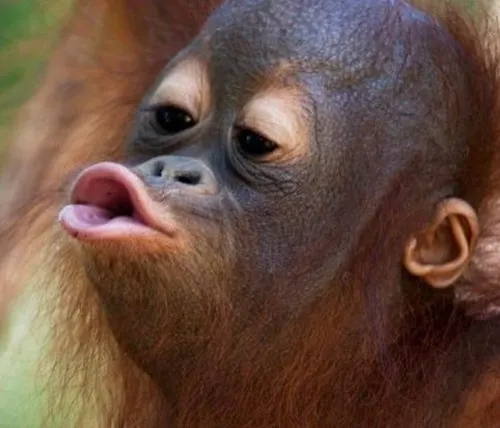 Meme tình yêu hôn nhẹ khiến người xem “tan chảy”.