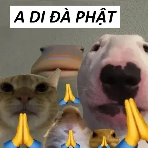 14 Meme chế A di đà Phật cho tâm nhẹ
