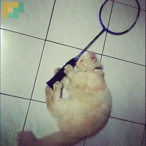 Ảnh hài vận động viên té ngã vẫn giơ vợt