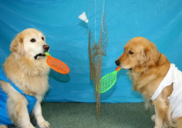 Meme hài cú phản xạ chậm như rùa gây sốt